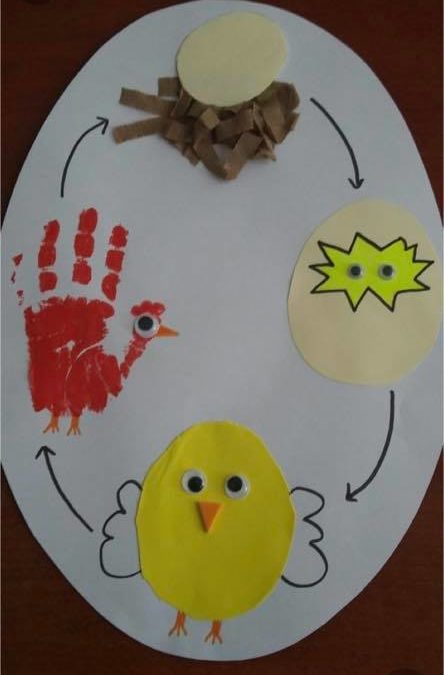 Chick Life Cycle